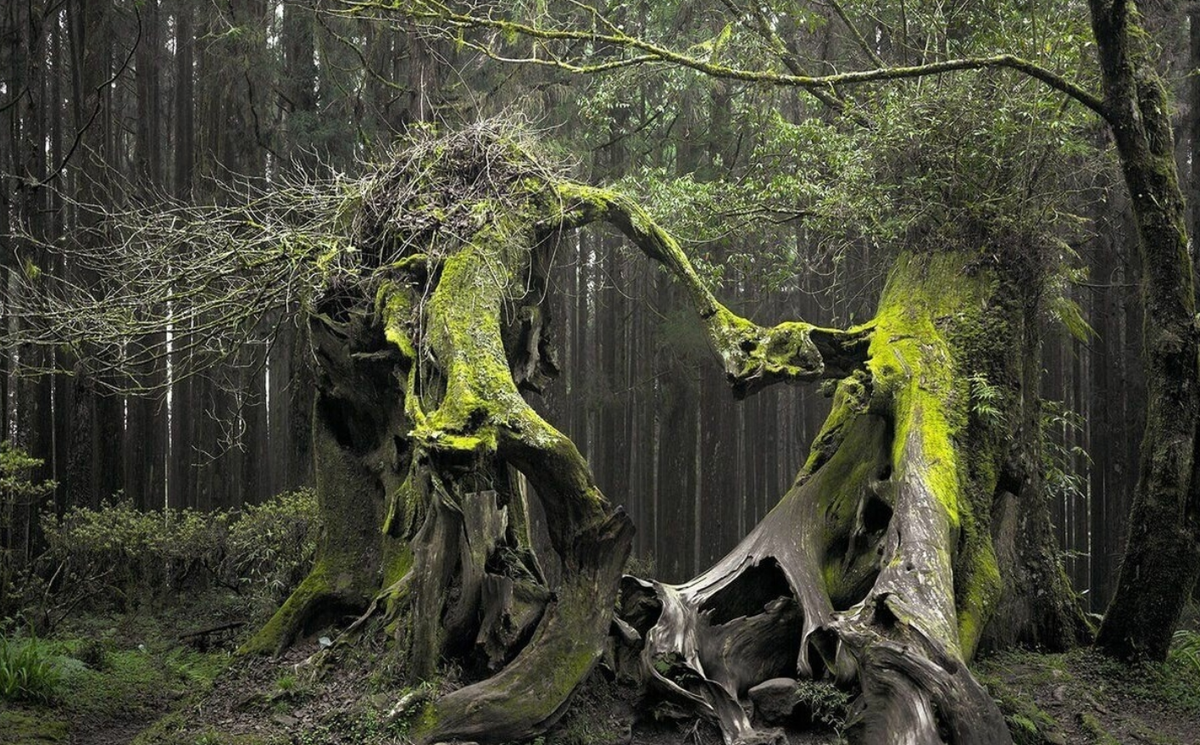 «зачарованный лес» («enchanted forest»). одинокий лес. ведьмин лес девон англия. ведьмин лес девон англия. живой куст пугающий людей.