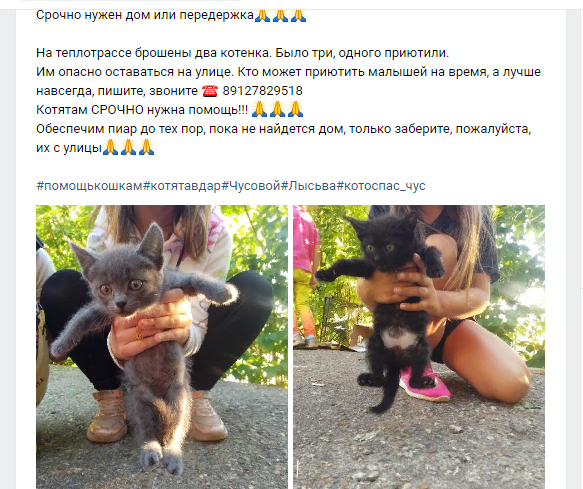 Кира и Агата. Стараемся определить котят в безопасное место.