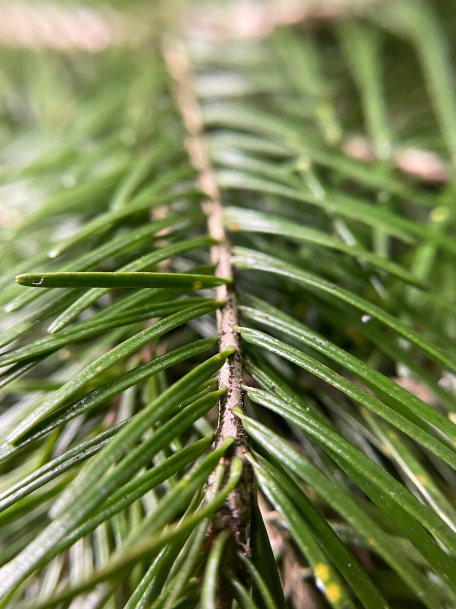 Вот они волшебные, душистые и полезный пихтовые иголочки.