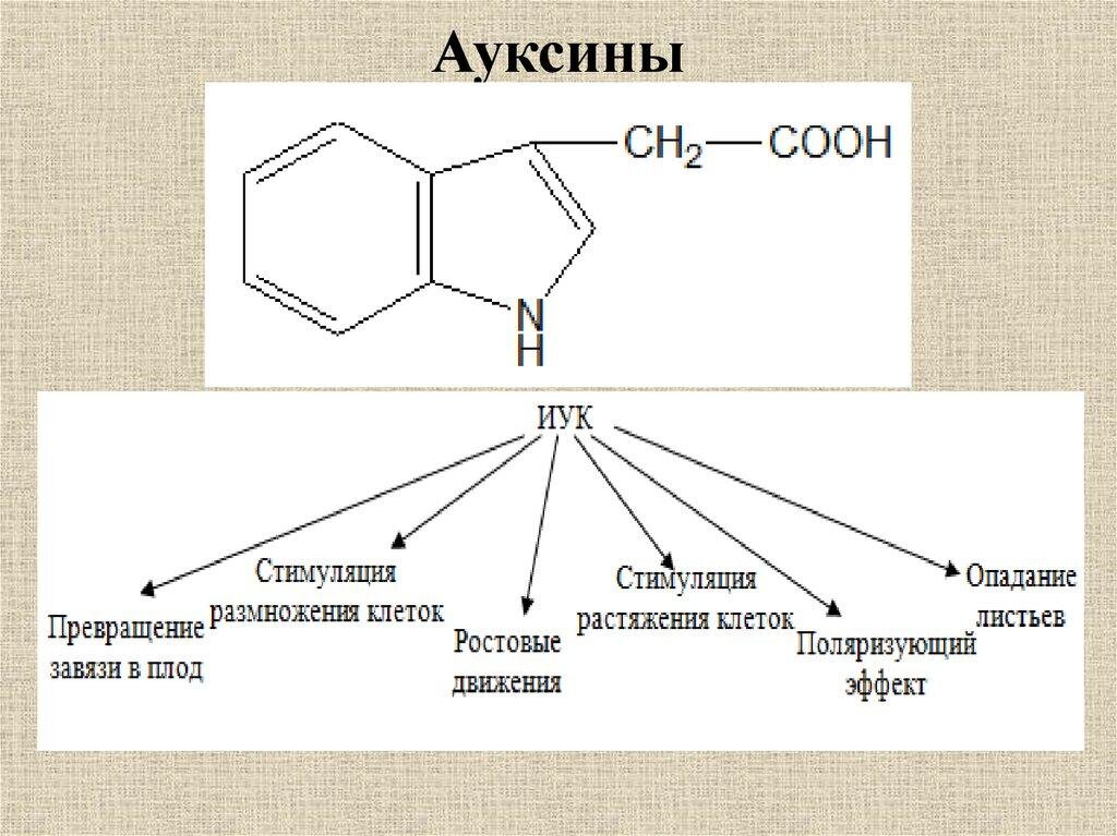 ИУК - это индолилуксусная кислота (ауксин) https://moefermerstvo.ru/wp-content/uploads/2022/08/2-5.jpeg