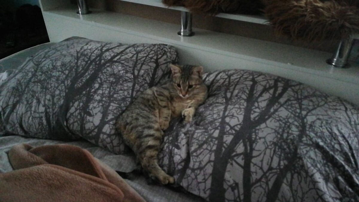 Домашняя кошка в подушках