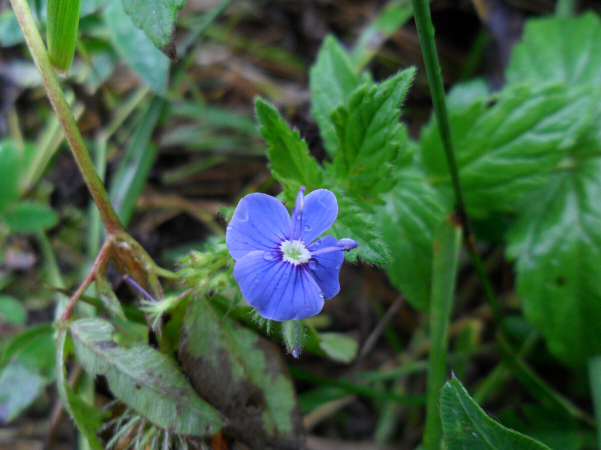 Вероника дубравная