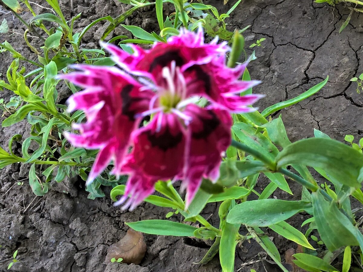 Гвоздика китайская 22 сентября 2022 года. Ветер.