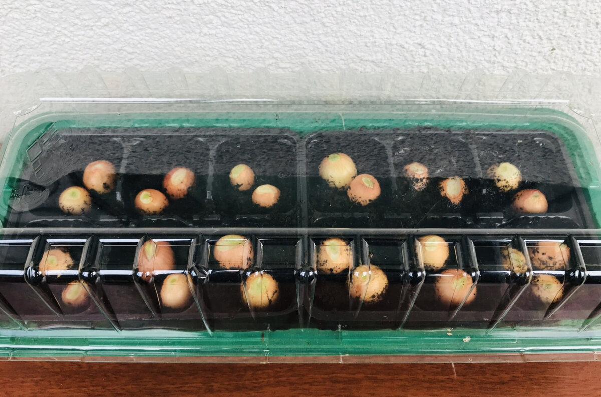 Фрезия как сажать луковицы в домашних условиях. Как посадить лук севок дома на подоконнике