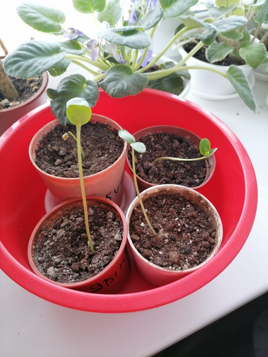 Горемыки наши