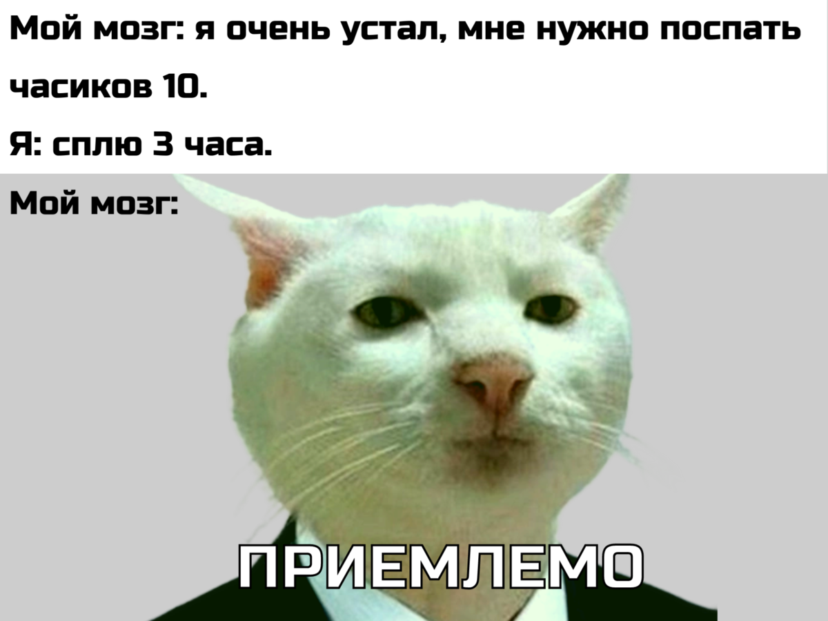 Мем приемлемо с котом