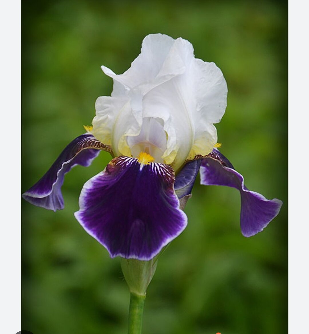 Ирис фиолетовый обыкновенный. Ирис бородатый wabash (вабаш). Ирис анри бергсон. Ирис сибирский темно фиолетовый. Ирис голубой касатик.