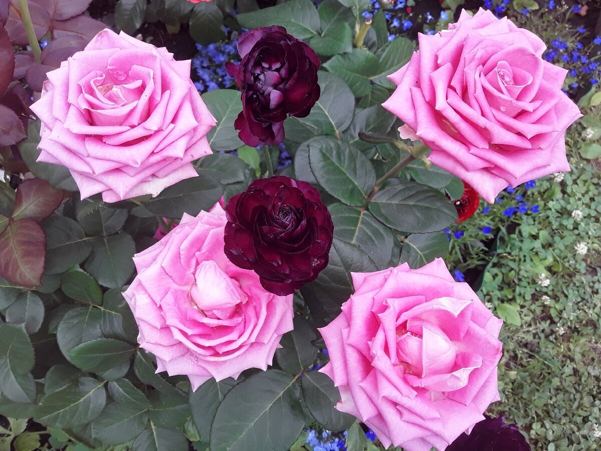 Розовые розы и "черные" ранункулюсы