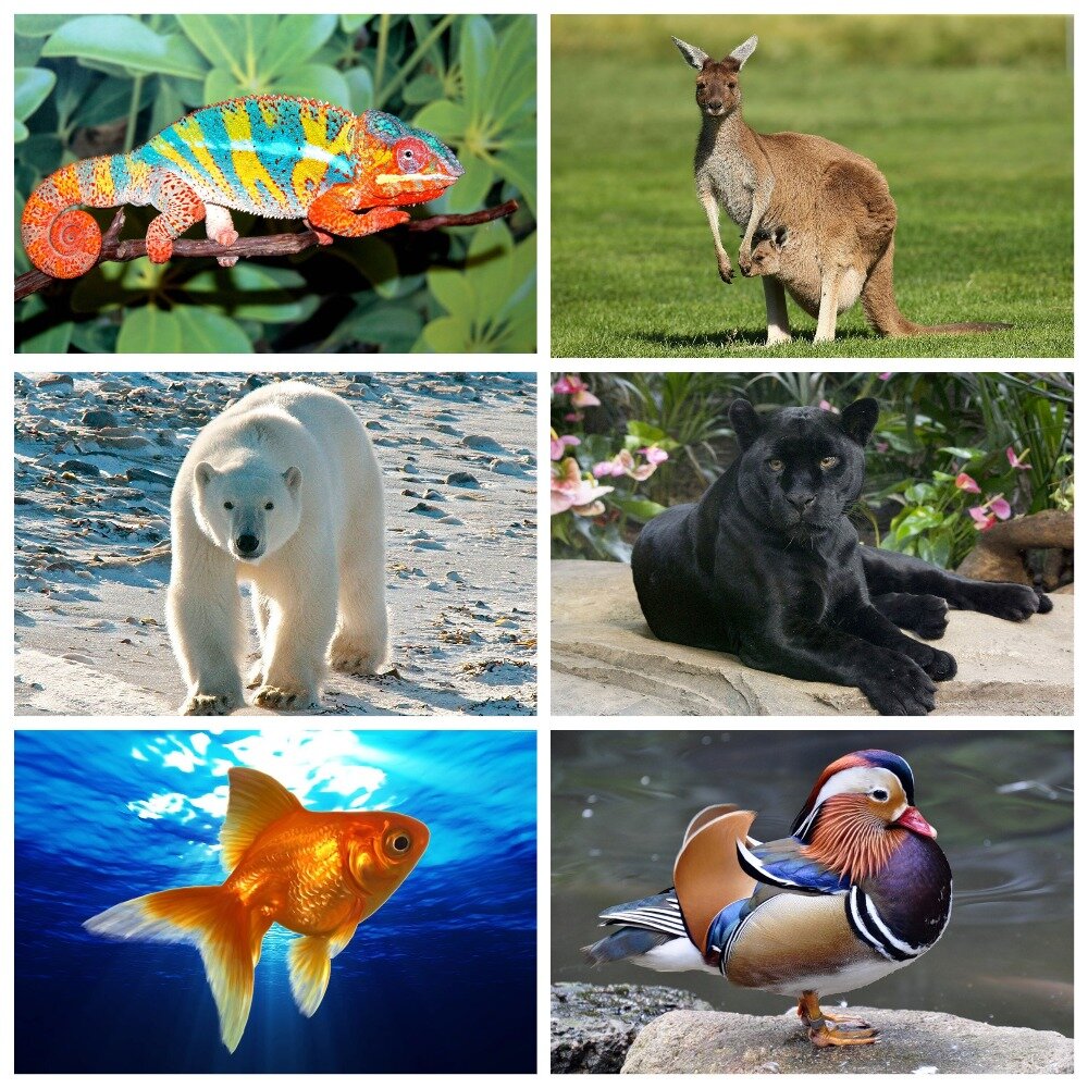 Фото из открытых источников.