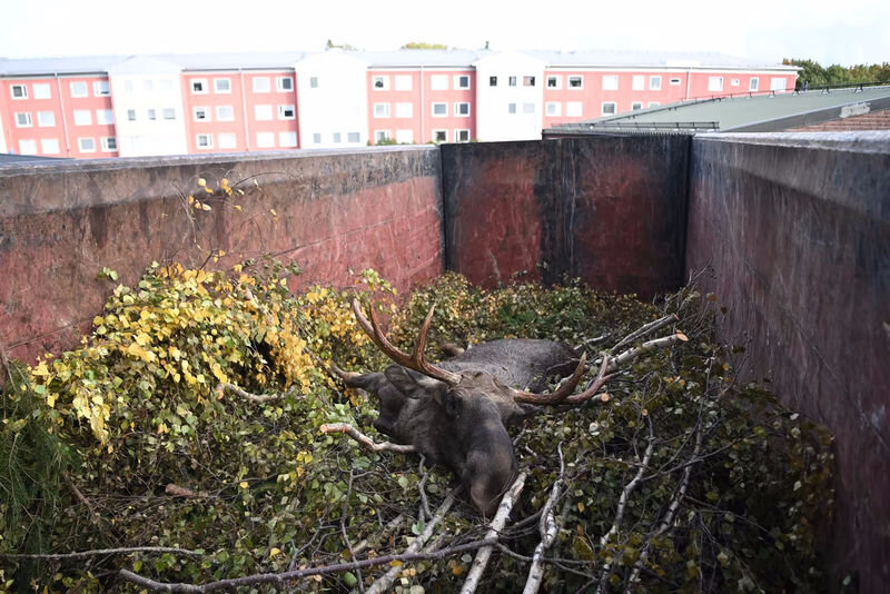    В Стокгольме застрелили лося, выбежавшего на рельсы метро