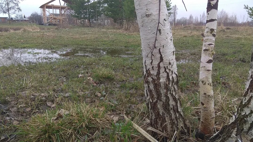 Даже ранней весной найти серость не так уж просто