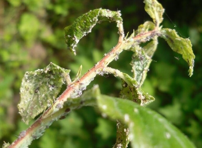 Тля способна испортить или уничтожить растение, если вовремя не принять защитные меры. Фото из сети. 