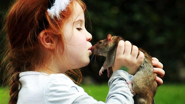 Кстати, держать так этого зверька - не совсем правильно. Если удерживать его так слишком долго - можно вывихнуть передние лапки, а если сдавить слишком сильно - то сломать ребра и травмировать внутренние органы.  Лучше все таки поддерживать его снизу, чтобы животное "стояло" всеми лапками на вашей руке.