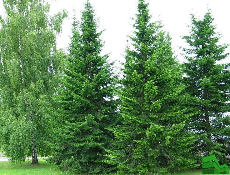  Бальзамический вид пихты