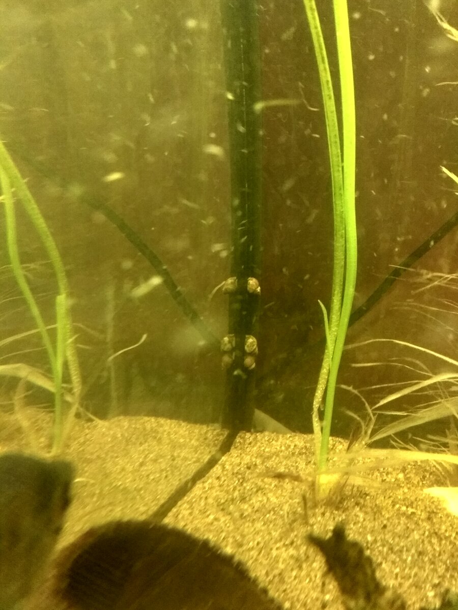 Улитки на задней стенке.