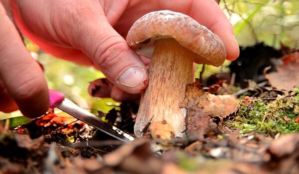 Растут ли грибы в жару?