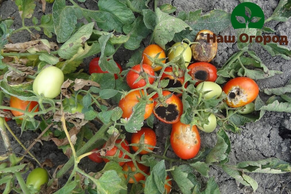 Берегите свой урожай и потраченные силы на выращивание. Проводите профилактику вовремя.