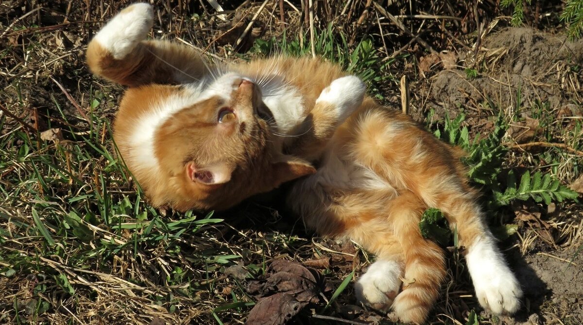 Тимон загорает