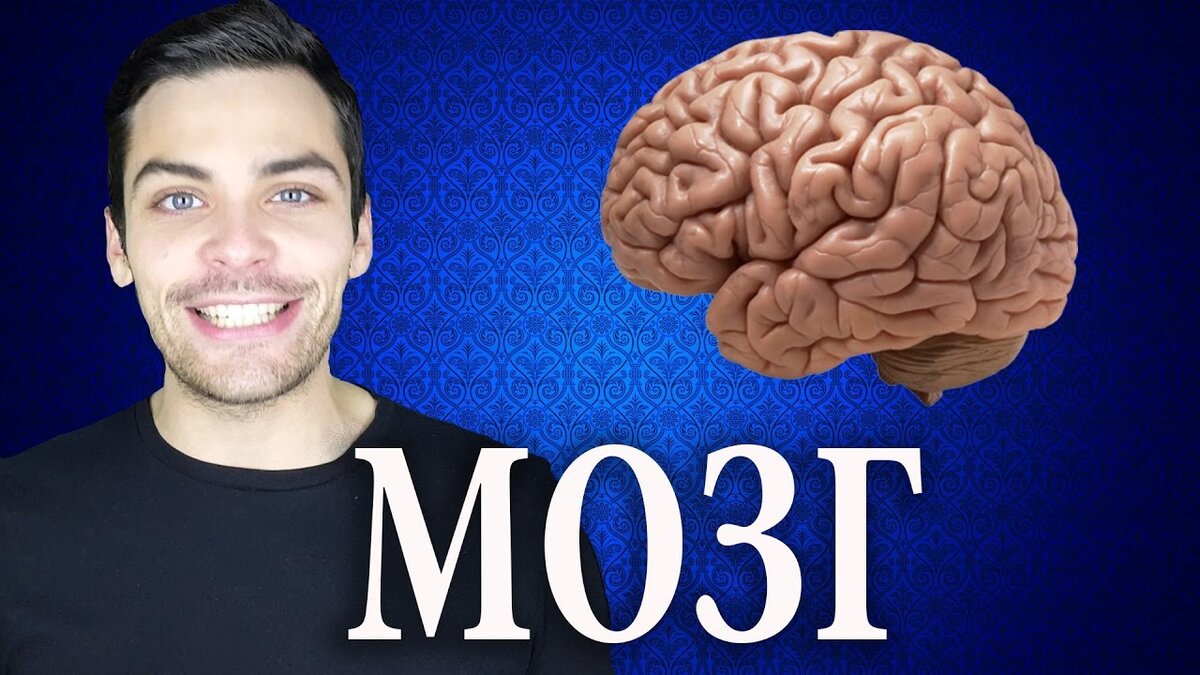 Удивительные факты о головном мозге