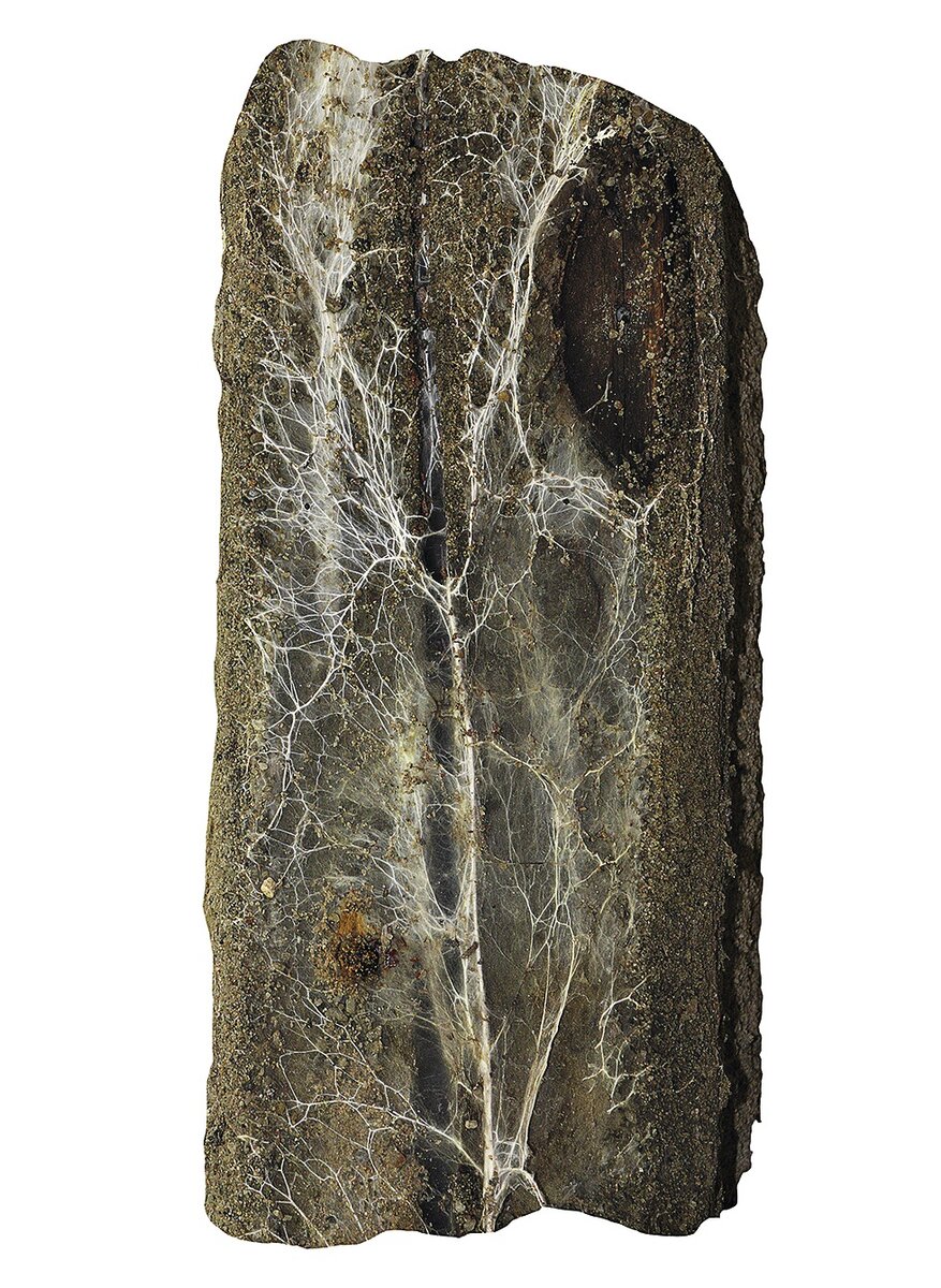 Домовый белый гриб