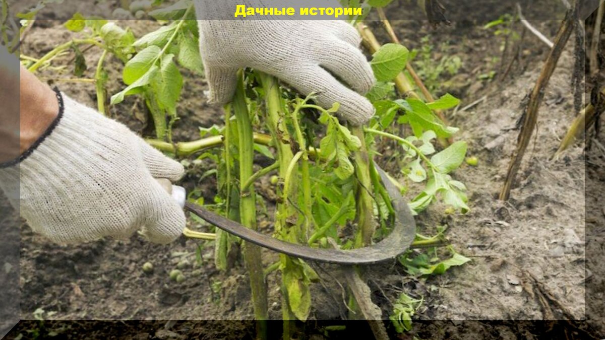 Когда срезать картофельную ботву
