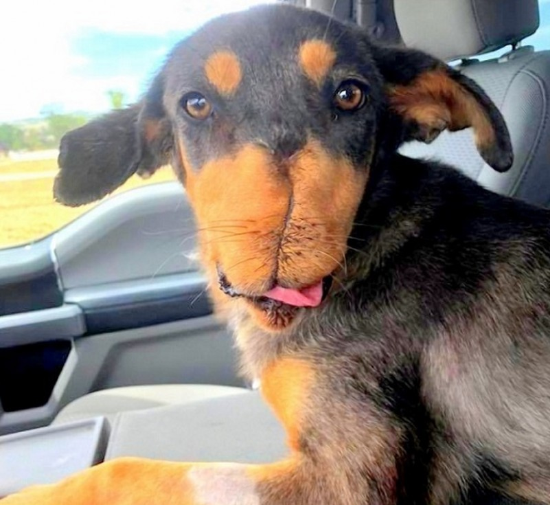 Фото: Saving Huey Foundation / Facebook /