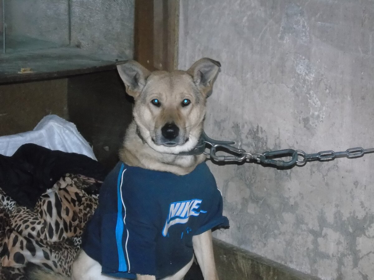 Привет, мои дорогие Друзья и подписчики. Сегодня я хочу рассказать Вам историю одной из моих самых любимых собак, проживающих в нашем приюте. Знакомьтесь-это Любовь всей моей жизни. Наш Герой. Наш отважный и бесстрашный четвероногий Друг. Его зовут Ушастик. Так вышло, что вот уже 5 лет он живёт в нашем приюте. Все свои 5 лет он каждый день ждёт, что этот день будет особенным и обязательно случится чудо и за ним придёт его любимый Хозяин....Но до сих пор этот день так и не настал...Ушастик попал к нам ещё совсем щенком...Это было 5 лет назад, когда и началась вся эта история.  Знакомство с Ушастиком произошло в разгар осени, начало зимы 2014г. На улице было уже очень холодно, он вдруг появился рядом с нашими собаками. Мы обратили внимание на маленького щенка-подростка, который бегал по улице с нашими девчонками, пытался с ними играть, но он был на столько слаб, что еле-еле передвигал ноги. Глаза у него слезились, он был такой беззащитный, что глядя на него хотелось плакать. Мы решили, что один он на улице не выживет и приняли его в компанию наших собак.  
Сразу начали его лечить: проконсультировались с ветеринаром, кололи ему уколы и давали таблетки, а на ночь после всех процедур, когда он укладывался спать, накрывали его тёплым тулупом, что из под тулупа торчал лишь его маленький, чёрный носик и так он засыпал. Когда Ушастик пошел на поправку, мы поняли, что за ним нужен глаз да глаз. Он очень любит прогулки на свежем воздухе. Любит свободу. Ему нравится зимой резвиться в огромных сугробах, а летом он предпочитает носиться, как вольный ветер по зеленеющей траве. Он может уйти на несколько дней и потом явиться совершенно неожиданно, но обязательно удовлетворённым и без сил, только для того чтобы отдохнуть. По-этому ,когда мы выпускали нашу компанию гулять, всегда за него переживали. 

Вскоре Ушастик стал для наших дам защитником, начал их охранять от посторонних. Следил чтобы их никто не обижал на улице. Он был такой забавный, что от него просто невозможно было отвести глаз. Но были в жизни Ушастика и страшные дни. Надо сказать, что отравить его пытались 3 раза. И каждый раз его спасал, наверное, какой-то собачий бог или сами ангелы-хранители были на его стороне. Все 3 раза спасали его мы сами, но не без помощи ветврачей. Он в своей маленькой жизни перенёс столько зла, что не каждая взрослая собака сможет выдержать. Надо отметить, что он очень терпеливый. Когда мы делали ему болючие уколы, он терпел и даже не произнёс ни звука. Но на последнем эпизоде его отравления я хочу остановится более подробно. Просто чтобы Вы почувствовали весь этот ужас, который испытали мы при виде всего этого. Скажу лишь то, что нам действительно в тот день помогали какие-то высшие силы. 

Ничего не предвещало беды. Я была у себя дома и занималась своими обычными делами. Вдруг, что очень странно, у меня возникла мысль, что нужно срочно выйти на улицу и выбросить мусор. Самое интересное, что обычно в это время я никогда никуда не выхожу. Но мысль возникла и я одевшись вышла на крыльцо своего подъезда. Прямо рядом со своим домом я увидела Ушастика. Он был не такой, как всегда. Он был в возбуждённом состоянии: глаза сверкали, он часто дышал, как будто только что пробежал кросс в 3 км. Я его спросила: " Ушастик, а что ты тут делаешь, малыш???" И хотела повести его к нашим ребятам. Вдруг он срывается с места, резко кидается в ближайшую арку, из арки выскакивает и, подбежав к моему подъезду, прыгает в высоту 2 метра и при этом при всём раздаётся его громкий крик. После этого он бросился бежать в сторону торгового центра " Снежинка". Я побежала вслед за ним. 

Ушастик у нас бегает очень быстро, догнать его ещё не каждый сможет. У торгового центра его уже не было, я расспросила проходящих мимо людей, не видели ли они его. Никто его даже не заметил., так он быстро бежал. Тогда я повернула в сторону сберкассы, прошла мимо остановки и уже во дворе сберкассы я встретила Веру Никифоровну, которая спешила мне на помощь. Вместе с Верой Никифоровной мы и занимаемся этими несчастными, добрейшими собаками. И тут мы вдруг услышали душераздерающий крик с соседнего двора. Мы побежали туда и на крыльце одного из подъездов увидели нашего Ушастика. Когда мы подбежали к нему, он нас узнал и даже пытался вилять хвостиком, но было видно, что ему уже очень плохо. Через 2 минуты у него случился первый приступ: пошла пена изо рта, его начало трясти, он упал в угол подъезда и уже не совсем понимал, что с ним происходит. Картина была ужасная. 

В перерыве между приступами мы кое-как запихали его в тамбур этого подъезда. Через небольшой промежуток времени ему стало лучше и он даже встал на ноги и попытался убежать от нас. Во время приступа у него вышел кусок отравленного мяса и вот видимо это и была его удача. Я думала, что мы его уже не спасем, но вспомнила, что сейчас ему срочно нужно делать уколы витамина В6. Вера Никифоровна сказала, что у неё на работе есть это лекарство и побежала за ним. Слава богу, что работа её была рядом с тем местом, где это всё происходило. Когда у Ушастика только начался приступ, у меня был с собой сотовый, мне было страшно смотреть, как умирает мой лучший Друг, хотелось самой умереть вместо него, но я решила, что эти ублюдки и другие люди, которые выпускают своих собак на самовыгул должны видеть, что они сделали или что может ждать их питомца. 

Я сняла маленький кусочек того, что творилось с собакой, хоть сама находилась в жутком состоянии. Через несколько минут вернулась Вера Никифоровна и принесла лекарство. Я открыла пачку В6 и начала набирать раствор в шприц, руки у самой тряслись от страха, сердце колотилось, но меня поддерживала Вера Никифоровна и я сумела сделать ему 10 уколов. Через какой-то промежуток времени приступ прошел, Ушастик снова встал на ноги. На нём был лишь один ошейник. И это тоже был наш плюс. Я решила, что ему сейчас срочно нужно дать что-то сердечное для поддержки работы сердца. Мы кое-как повели его на работу к Вере Никифоровне, дали ему там несколько капель валосердина, срочно вызвали такси и повезли его к ветеринару. В дороге он держался молодцом, так как лекарство подействовало. 

В ветлечебнице ему оказали первую помощь и в очередной раз выписали кучу лекарств и уколов. Когда самое страшное было уже позади и мы вернулись домой, от знакомых мы узнали, что в это же время была отравлена ещё одна собака-кормящая мама. Ей просто никто во время не помог и она погибла. У неё остались щенки, которых потом уже выхаживали добрые люди. Так же мы узнали, что отравленное мясо собакам раскидал какой-то мужик, похожий по внешности на Чекатило, но естественно, он сделал своё чёрное дело и бесследно исчез.  А наш родной мальчишка вскоре поправился благодаря нашим усилиям и теперь полностью здоров  и продолжает всех нас радовать своим присутствием, но огонек радости в  его глазах гаснет, когда он понимает, что вот прошел ещё 1 день, а Хозяин так и не пришел за ним...Поэтому для того, чтобы ускорить встречу, Ушастик написал ему вот такое письмо:
  