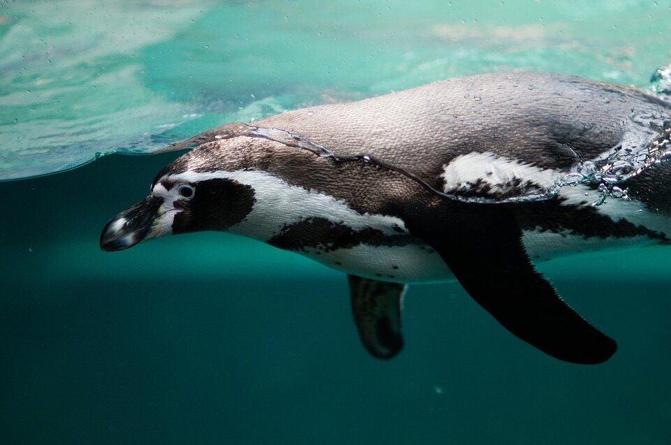 https://cdn.pixabay.com/photo/2017/04/05/01/13/penguin-2203693_960_720.jpg