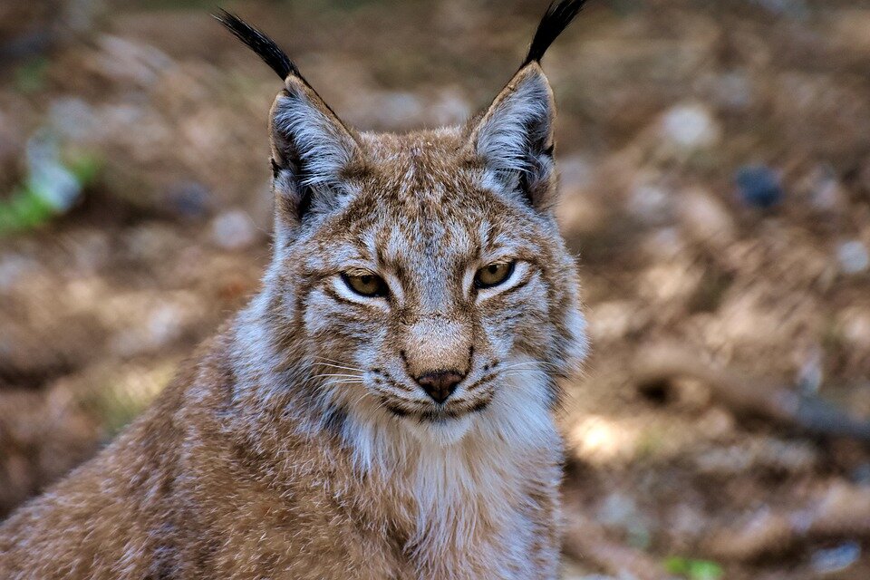 https://pixabay.com/photos/lynx-big-cat-wild-animal-wildcat-3334869/