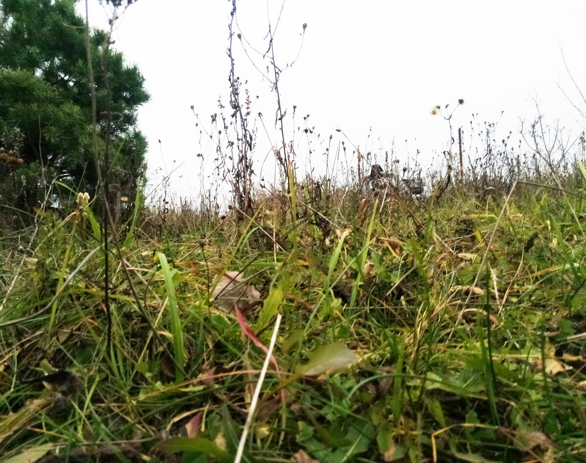 А здесь я косил пару месяцев назад. Надо почаще:(