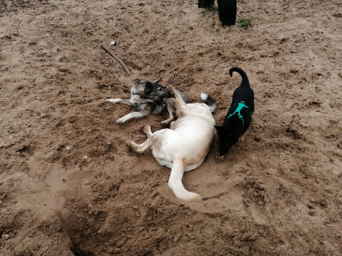 В любимой песочнице, на полянке