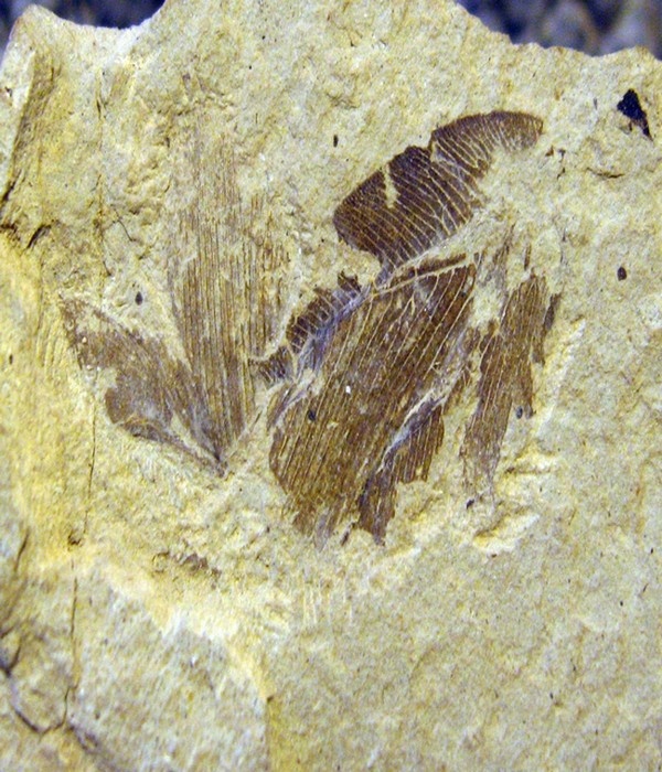 https://upload.wikimedia.org/wikipedia/commons/6/6d/Polystoechotites_barksdalae_holotype_part_SR_97-03-09_A.jpg
