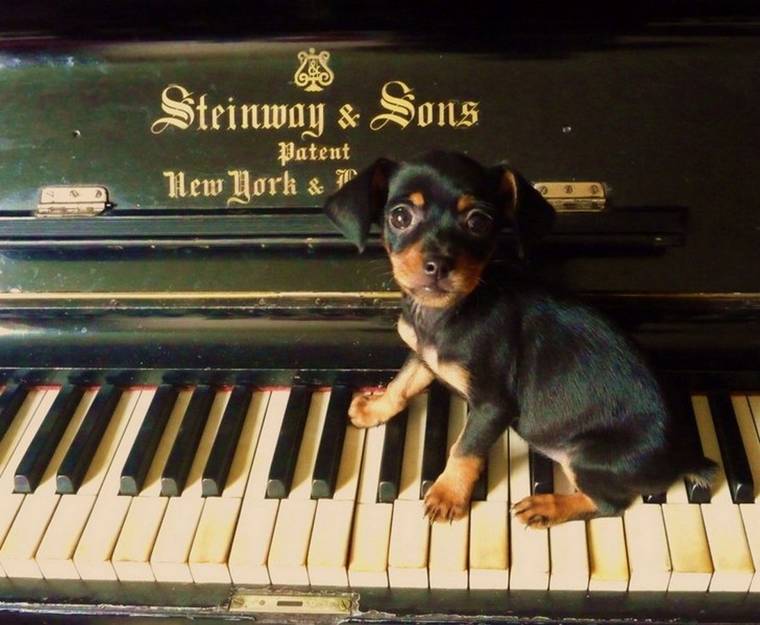 Собачий вальс картинка на пианино. Собачий вальс. Собака музыкальная. Собака за роялем. Пианино собачка.