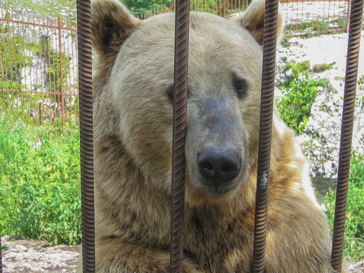 Тимофей, житель Хаджохской теснины ждет нового соседа! Фото автора. 