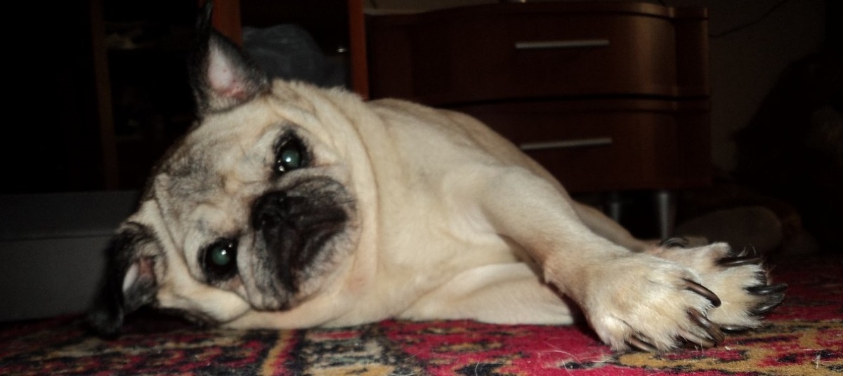                                                          Вот она, красавица. Звали ее - Ника.