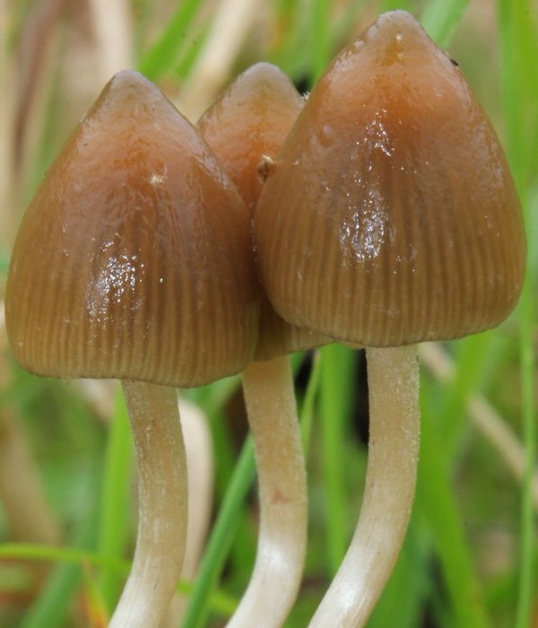 Волшебные грибы. Источник: Яндекс.Картинки