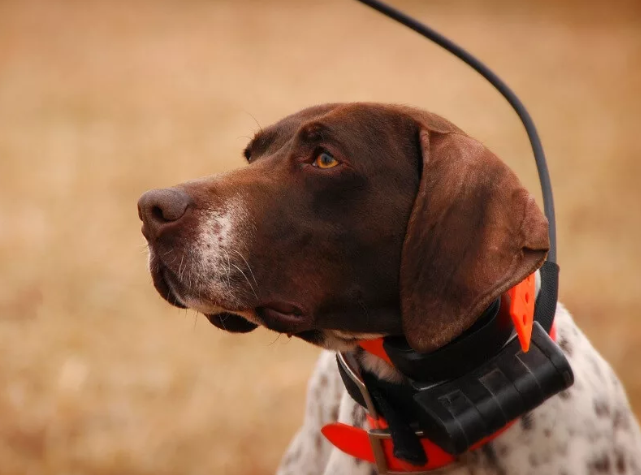 На днях к нам в руки попали два весьма интересных GPS трекера для охотничьих собак.