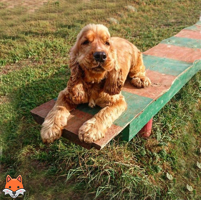 Лафи, 1,5 года.