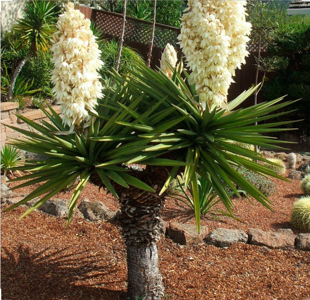 Юкка слоновая - Yucca elephantipes. Уход за юккой, фото, видео