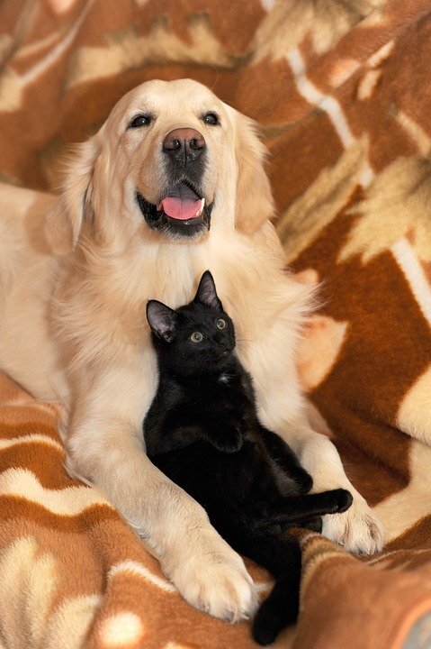 Источник: https://cdn.pixabay.com/photo/2017/11/01/17/42/dog-and-cat-2908810_960_720.jpg