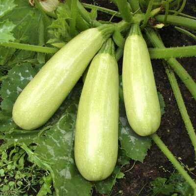 Как правильно выращивать ранние кабачки в открытом грунте, уход и защита от заморозков