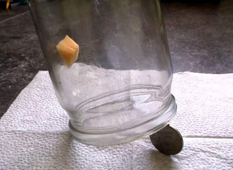 Стеклянная банка, монетка и кусочек сыра.