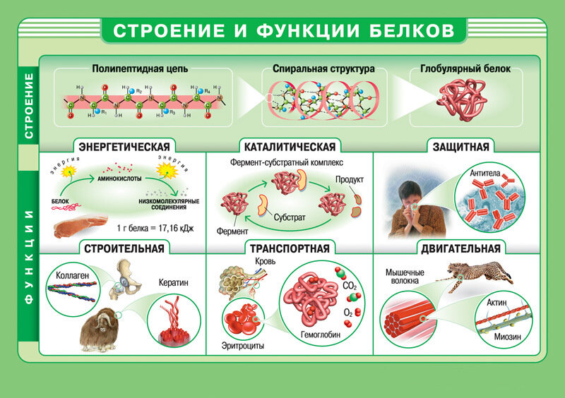 Снижение уровня общего белка при заболеваниях печени - диагностика болезней печени - «planeta-sirius-kovrov.ru»