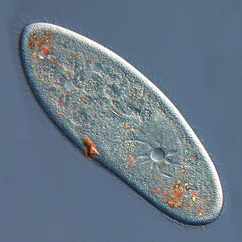 Инфузория туфелька Paramecium caudatum