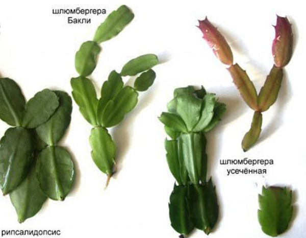 Шлюмбергера, зигокактус, декабрист, рождественник – что за цветок?
