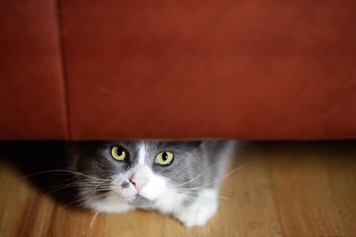Когда кошка справляет свои надобности в неположенном месте – например, в углу за диваном – она думает при этом: «Да, знаю, что нельзя, но ведь никто не видит, и, кроме того, – я же все закопаю...