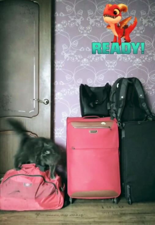 Кот к переезду готов!