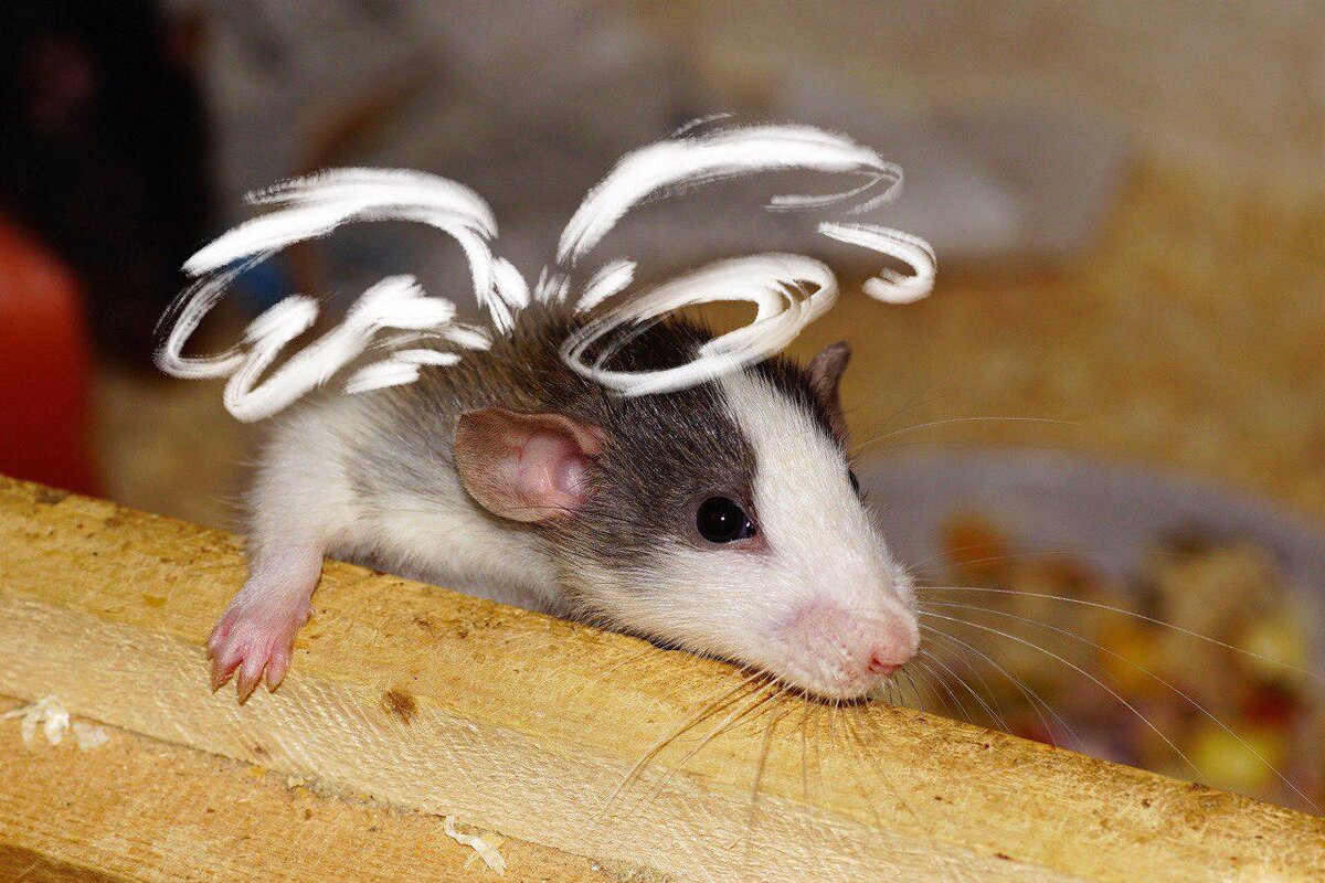 Где-то далеко-далеко в крысином раю: «Ну когда же он, наконец, догадается?!!». Фото с  pixaby.com