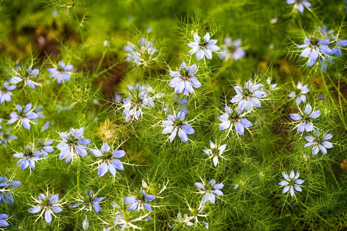 Черный тмин