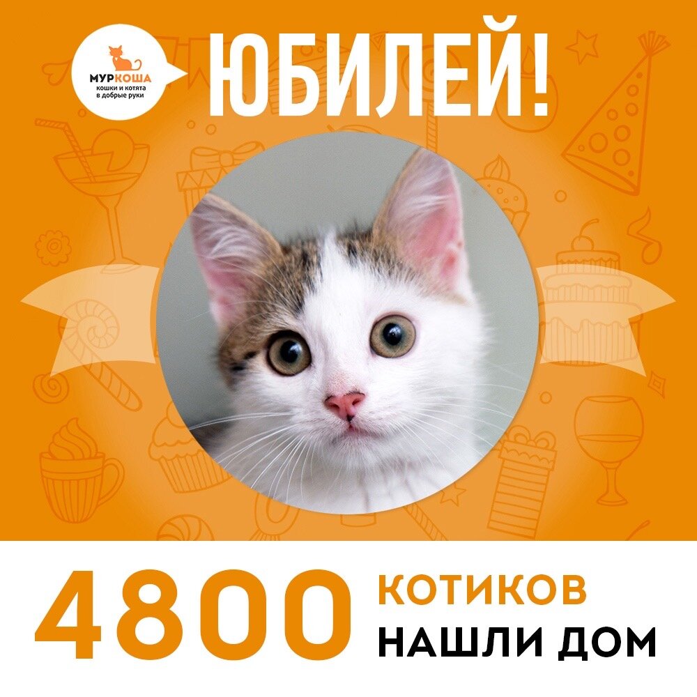 📣😻 Котики смотрят эфиры... 📺😻 Котики ведут эфиры... 🎥😻 Котики  заполонили мир! 🌏😻 | Центр помощи кошкам «Муркоша» | Дзен